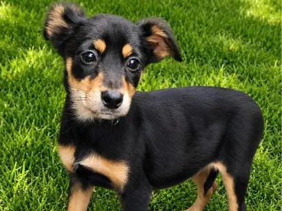 Cachorro raça SRD-ViraLata idade 2 a 6 meses nome Joana