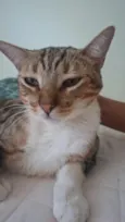 Rajé