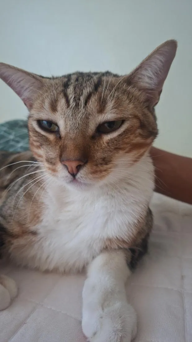 Gato raça SRD-ViraLata idade 1 ano nome Rajé