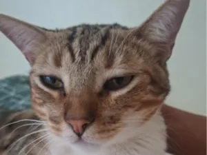 Gato raça SRD-ViraLata idade 1 ano nome Rajé