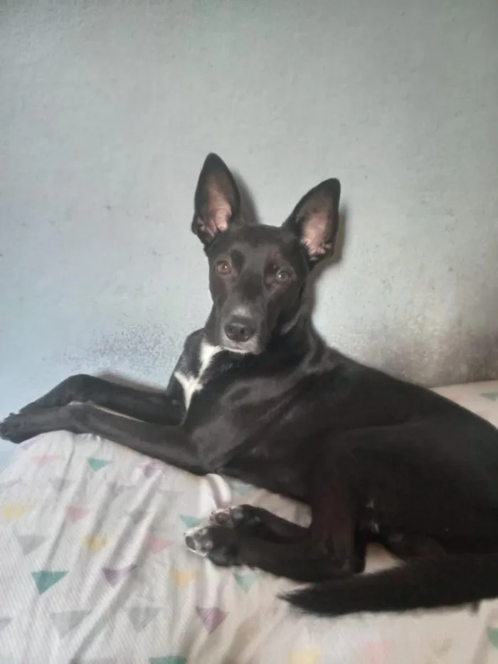 Cachorro raça SRD-ViraLata idade 4 anos nome Bruce