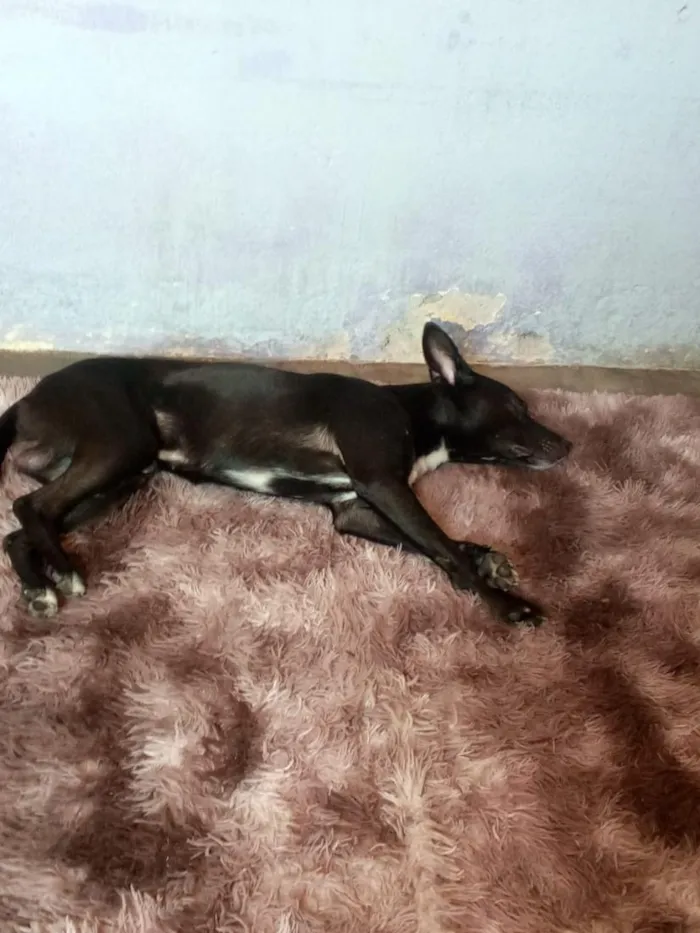 Cachorro raça SRD-ViraLata idade 4 anos nome Bruce