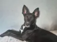 Bruce