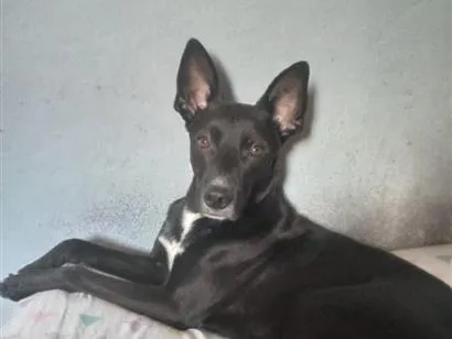 Cachorro raça SRD-ViraLata idade 4 anos nome Bruce