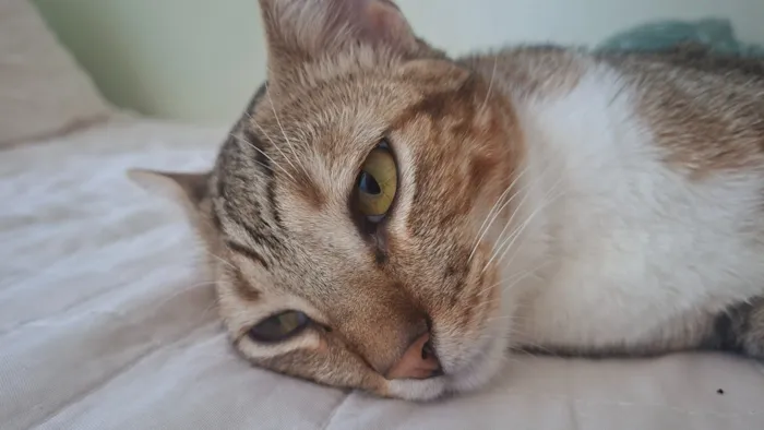 Gato raça SRD-ViraLata idade 1 ano nome Rajé