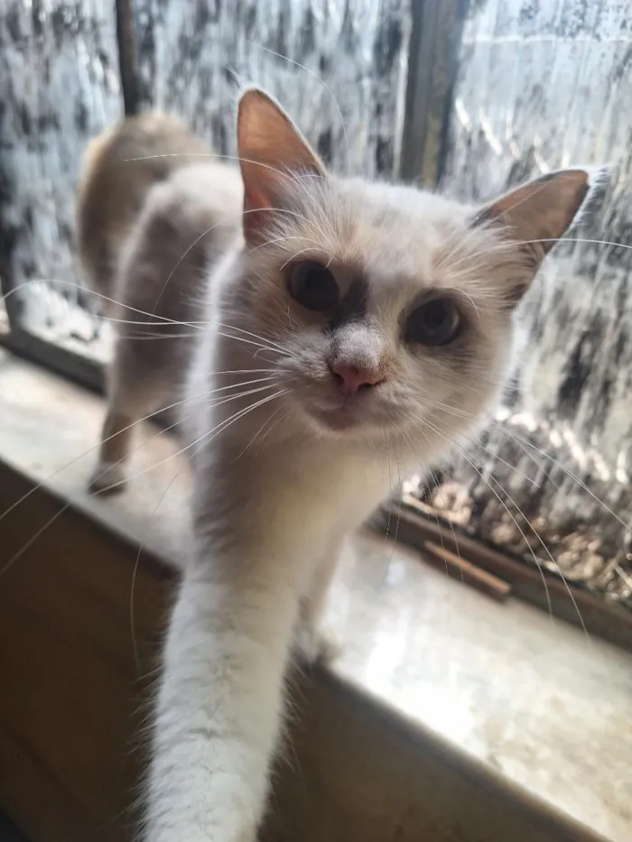 Gato raça SRD-ViraLata idade 1 ano nome Nevasca