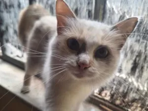 Gato raça SRD-ViraLata idade 1 ano nome Nevasca