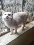 Nevasca
