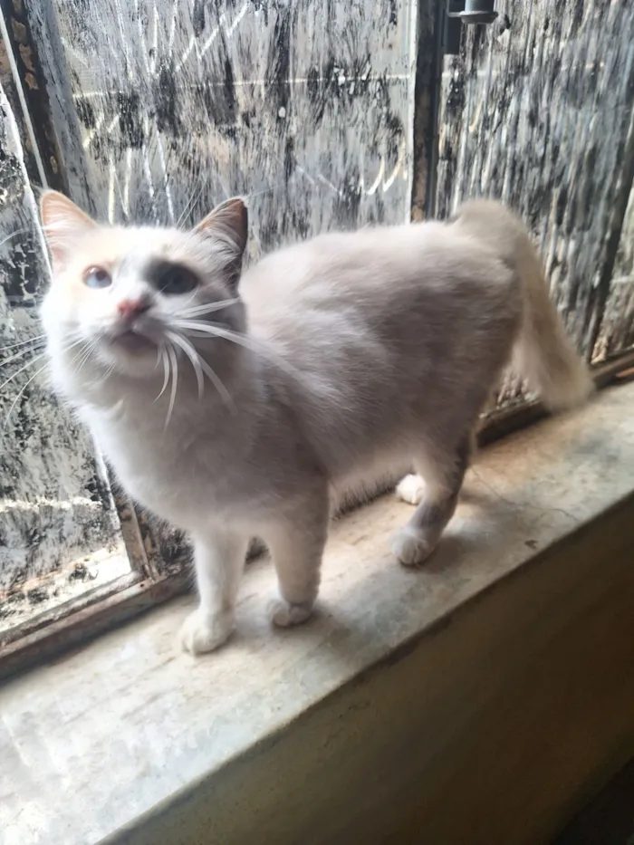 Gato raça SRD-ViraLata idade 1 ano nome Nevasca