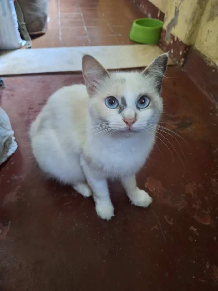 Gato raça SRD-ViraLata idade 1 ano nome Nevasca
