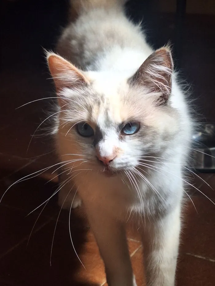 Gato raça SRD-ViraLata idade 1 ano nome Nevasca