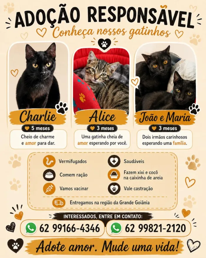 Gato raça SRD-ViraLata idade 2 a 6 meses nome Alice