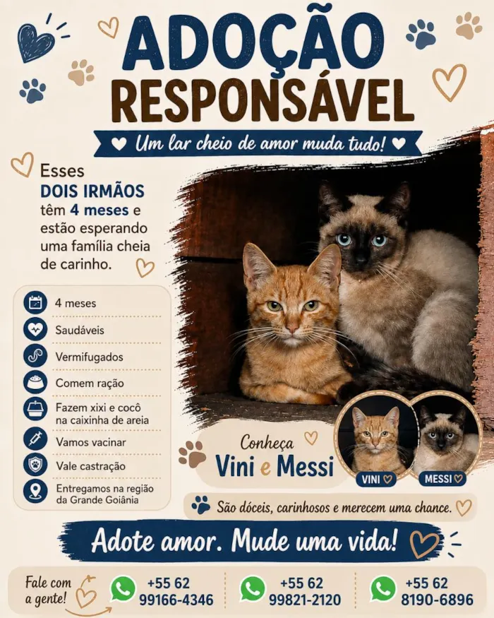 Gato raça SRD-ViraLata idade 2 a 6 meses nome Alice
