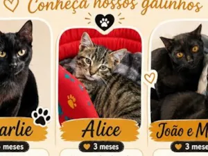 Gato raça SRD-ViraLata idade 2 a 6 meses nome Alice
