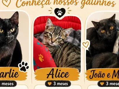 Gato raça SRD-ViraLata idade 2 a 6 meses nome Alice
