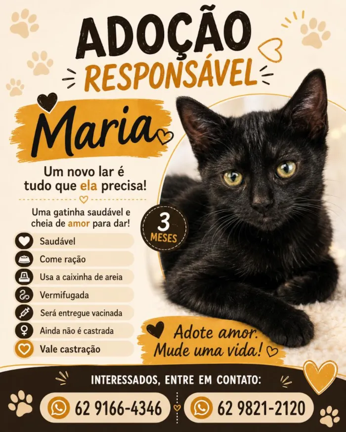 Gato raça SRD-ViraLata idade 2 a 6 meses nome Maria