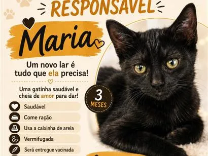 Gato raça SRD-ViraLata idade 2 a 6 meses nome Maria