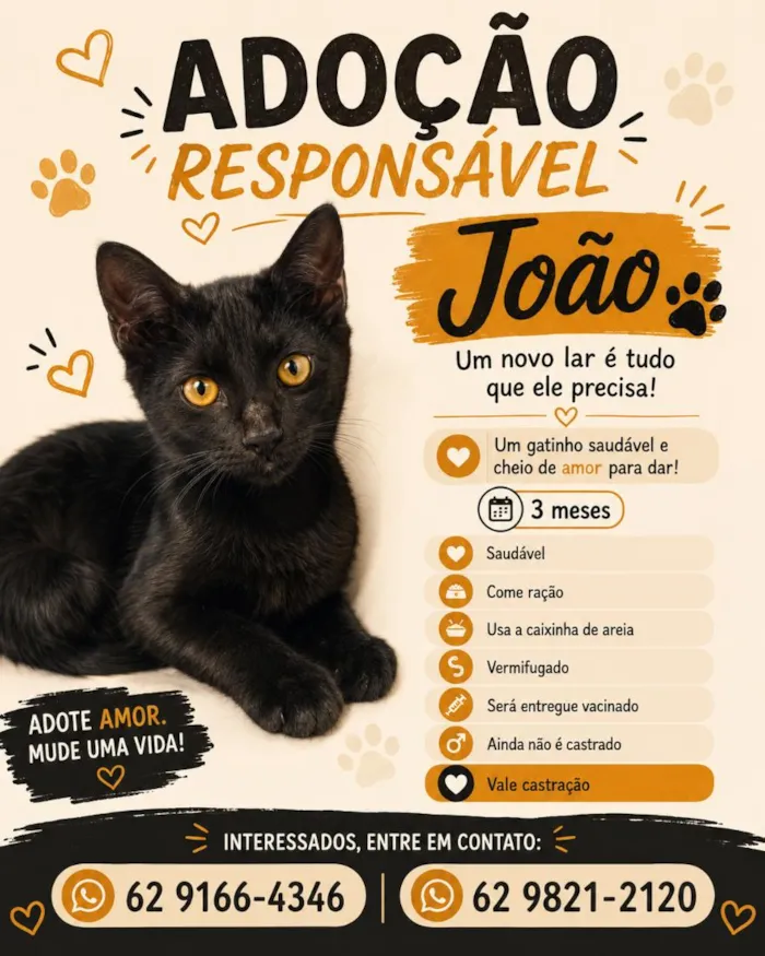 Gato raça SRD-ViraLata idade 2 a 6 meses nome João