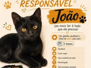 Gato raça SRD-ViraLata idade 2 a 6 meses nome João