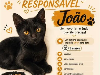 Gato raça SRD-ViraLata idade 2 a 6 meses nome João