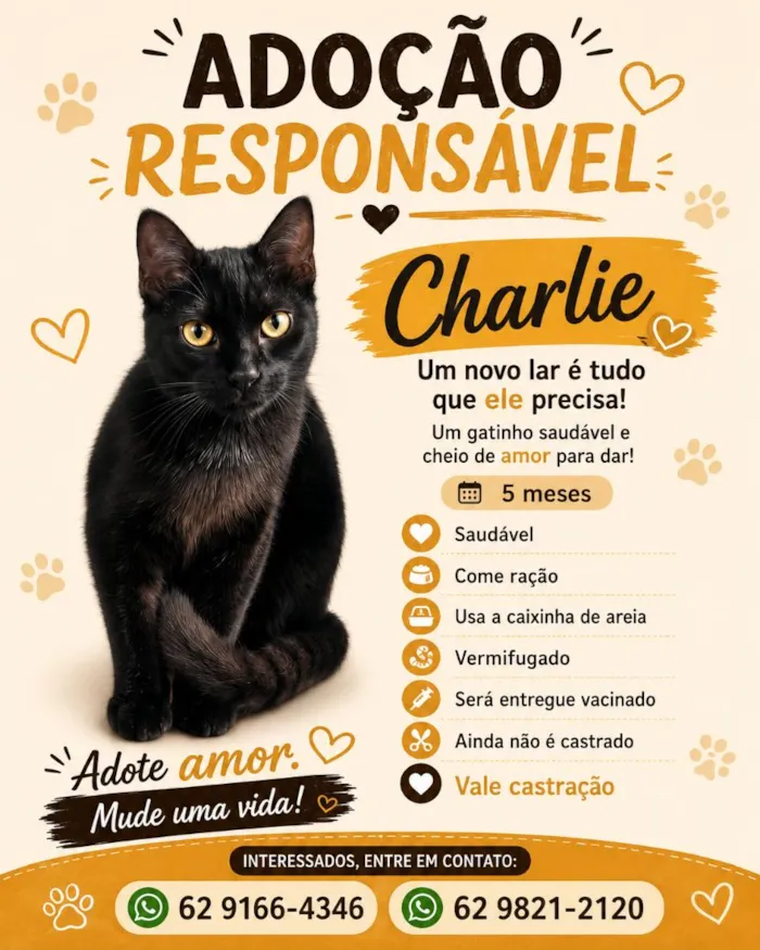 Gato raça SRD-ViraLata idade 2 a 6 meses nome Charlie