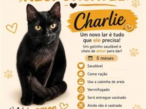 Gato raça SRD-ViraLata idade 2 a 6 meses nome Charlie