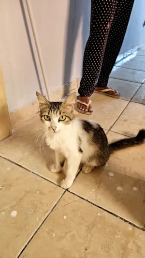 Gato raça SRD-ViraLata idade 7 a 11 meses nome gatinha para adoção 