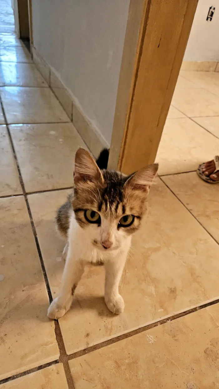 Gato raça SRD-ViraLata idade 7 a 11 meses nome gatinha para adoção 