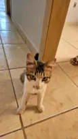 gatinha para adoção
