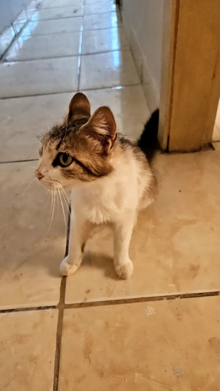 Gato raça SRD-ViraLata idade 7 a 11 meses nome gatinha para adoção 