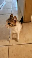gatinha para adoção
