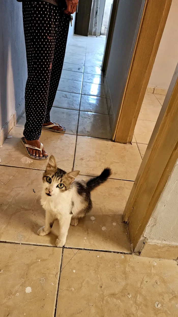 Gato raça SRD-ViraLata idade 7 a 11 meses nome gatinha para adoção 