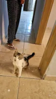 gatinha para adoção
