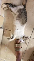 gatinha para adoção 