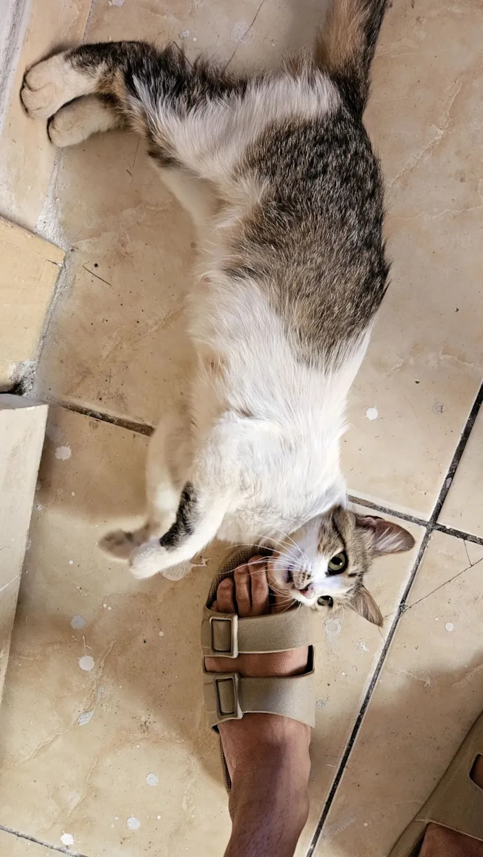 Gato raça SRD-ViraLata idade 7 a 11 meses nome gatinha para adoção 