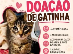 Gato raça SRD-ViraLata idade 2 a 6 meses nome miya 