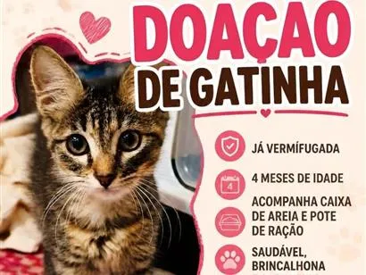 Gato raça SRD-ViraLata idade 2 a 6 meses nome miya 