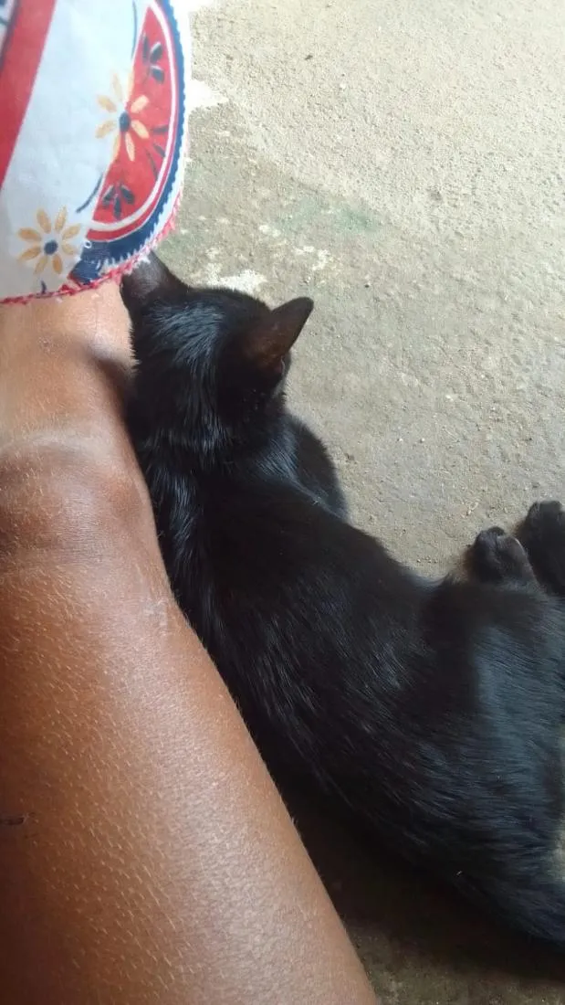 Gato raça SRD-ViraLata idade 2 anos nome pretim.
