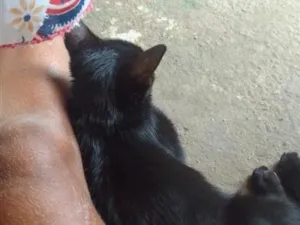 Gato raça SRD-ViraLata idade 2 anos nome pretim.