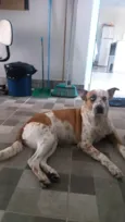 Maya