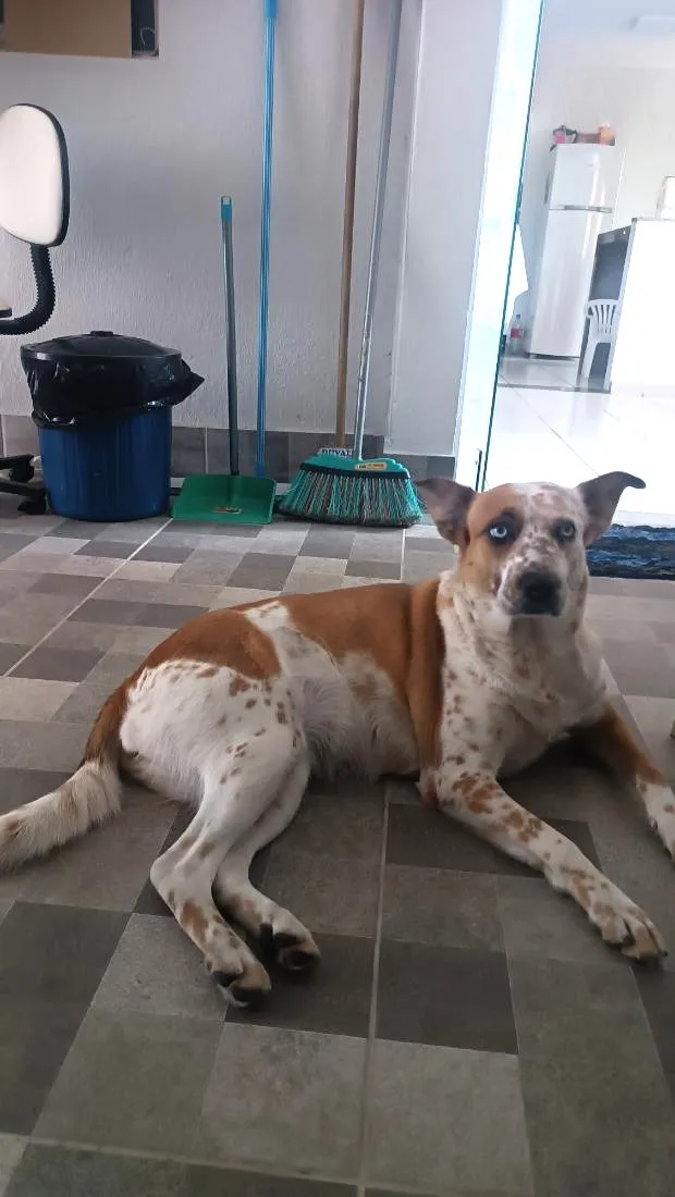 Cachorro raça SRD-ViraLata idade 4 anos nome Maya