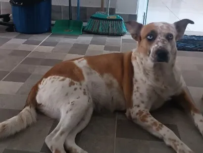 Cachorro raça SRD-ViraLata idade 4 anos nome Maya