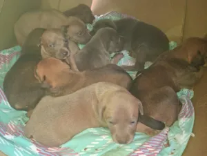 Cachorro raça SRD-ViraLata idade Abaixo de 2 meses nome Sonho