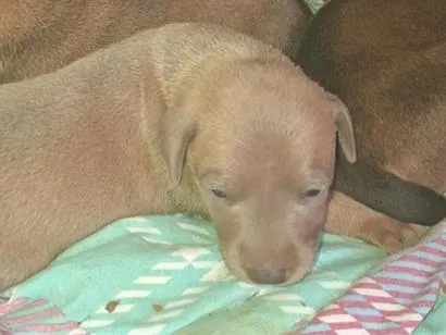 Cachorro raça SRD-ViraLata idade Abaixo de 2 meses nome Sonho