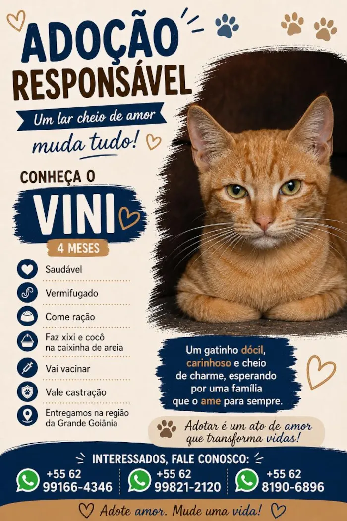 Gato raça SRD-ViraLata idade 2 a 6 meses nome Vini