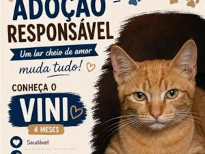 Gato raça SRD-ViraLata idade 2 a 6 meses nome Vini