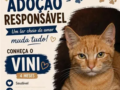 Gato raça SRD-ViraLata idade 2 a 6 meses nome Vini
