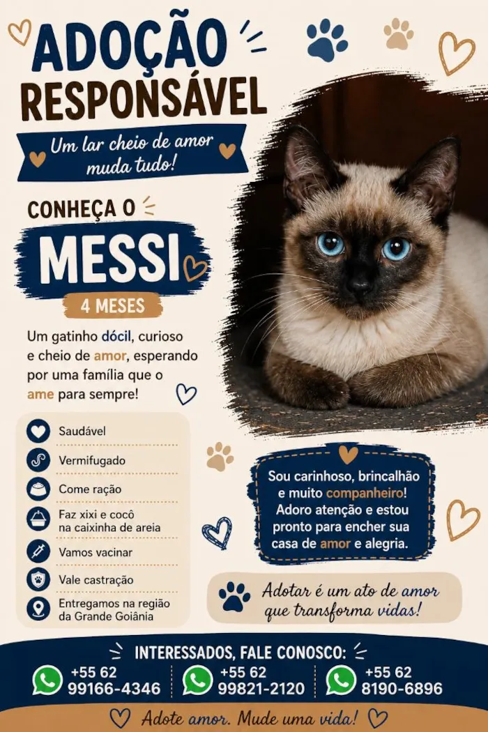 Gato raça Siamês idade 2 a 6 meses nome Messi