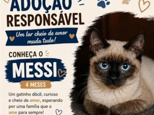 Gato raça Siamês idade 2 a 6 meses nome Messi