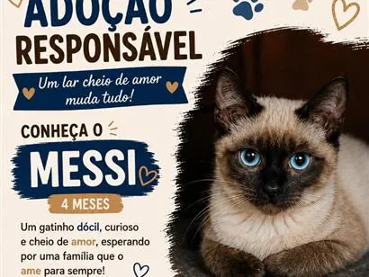 Gato raça Siamês idade 2 a 6 meses nome Messi